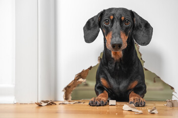 portrait of a cute dog dachshund piteously looks at the owner having done a mess in the house, gnawed through furniture and a hole in the door. not educated domestic pet. - obrazy, fototapety, plakaty