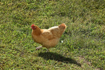 chicken on the grass