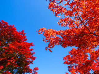 【福島】秋の蛇の鼻遊楽園の紅葉