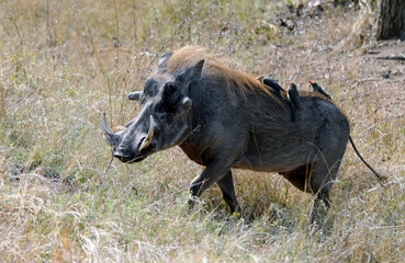 Afrique du Sud, les animaux du Parc National Kruger
