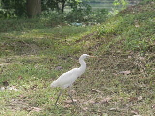 A heron in a park in Medan, North Sumatera, Indonesia