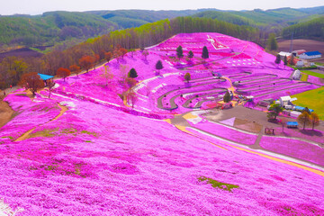 【北海道】大空町 東藻琴芝桜公園 満開の芝桜