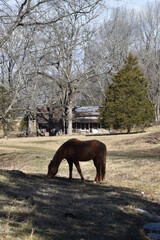 horse in a field in front of a log cabin
