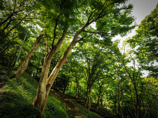 【京都】初夏 八瀬 もみじの小径 青もみじ