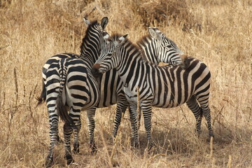 Fototapeta na wymiar Tansania Wildlife