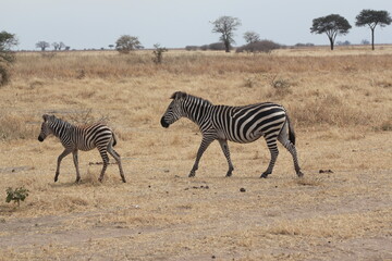 Fototapeta na wymiar Tansania Wildlife