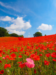 【埼玉】秩父 天空のポピー