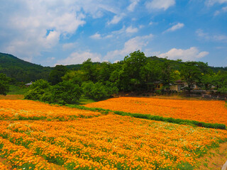 【埼玉】長瀞 花の里 ハナビシソウ