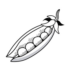fresh beans vegetable drawn icon