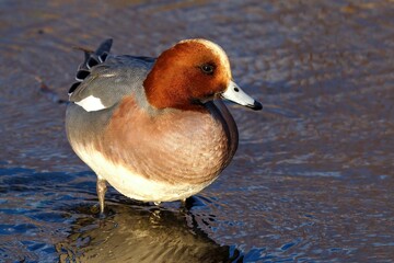 気取ったポーズのヒドリガモオス