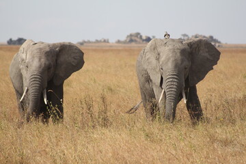 Tansania Wildlife