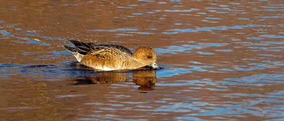 黄葉映す水面をのんびりと泳ぐヒドリガモメス