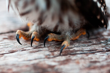 Owl Claw