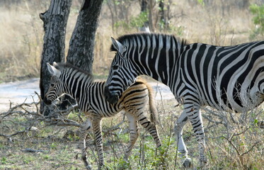 Fototapeta na wymiar Les animaux du Parc National Kruger, Afrique du Sud