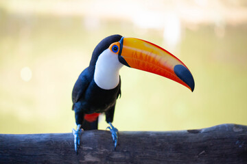 Fototapeta premium Toucan