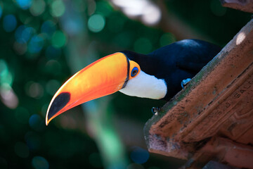 Toucan