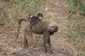 Tansania Wildlife