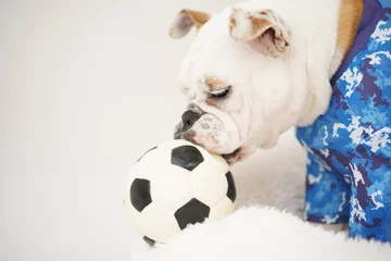 Rolgordijnen イングリッシュブルドッグ子犬　サッカー衣装　日本代表10番　写真54 © hiro studio