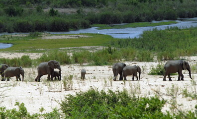 Fototapeta na wymiar Famille d'éphants du Parc National Kruger, enfile indienne, rivière en arrière plan, Afrique du Sud