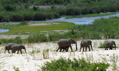 Naklejka na ściany i meble Troupeau d'éléphants venant d'un point d'eau, Parc National Kruger, Afrique du Sud