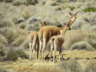 Familia de  Vicuñas - Moquegua Perú