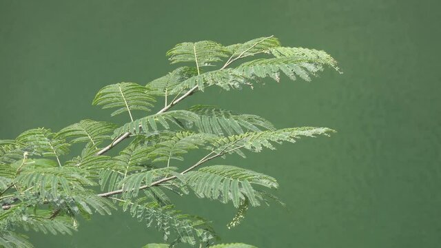 ネムの木・水辺_03