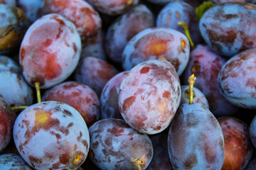 Ripe plums. Close up of fresh plums, top view. Macro photo food fruit plums. Texture background of fresh blue plums. Image fruit product. D'Agen French prune plum.