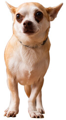 Obraz premium Portrait of Chihuahua dog. Isolated over white background