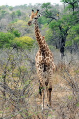 Girafe dans les herbes et arbustes du Parc National Kruger, Afrique du Sud