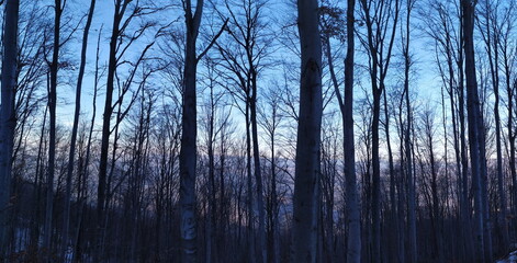Fototapeta na wymiar Panorama of trees in the forest in winter when the trees are free of leaves.