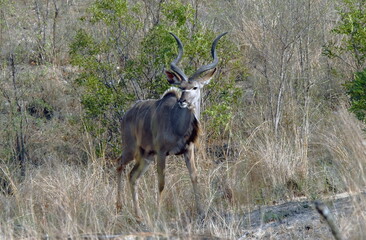 Naklejka na ściany i meble Koudou dans les hautes herbes et arbustes du Parc National Kruger, Afrique du Sud