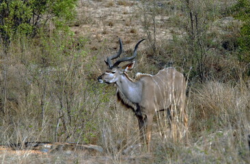 Naklejka na ściany i meble Koudou dans les hautes herbes du Parc National Kruger, Afrique du Sud