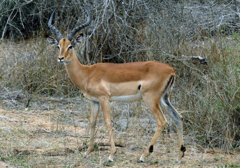 Impala (antilope) dans la brousse du Parc National Kruger, Afrique du Sud	
