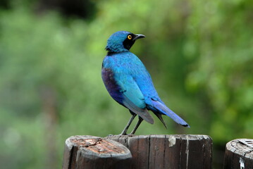 Images d' Afrique du Sud