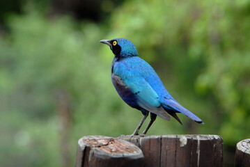 Choucador à oreillons bleus, Par National Kruger, Afrique du Sud