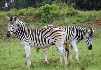 Fototapeta na wymiar Les animaux du Parc National Kruger, Afrique du Sud