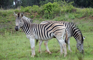 Zèbres dans le Parc National Kruger, Afrique du Sud.