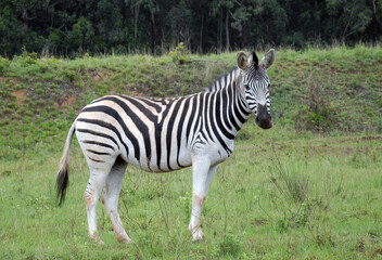 Fototapeta na wymiar Zèbre, réserve naturelle de Mliwane, Afrique du Sud.