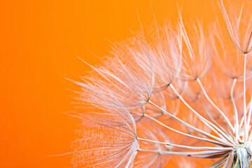 seeds of goatbreeder close-up