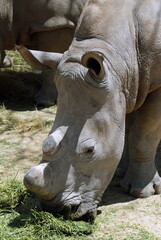 Fototapeta premium Rhinocéros du Parc National Kruger, centre de protection des espèces menacées, Afrique du Sud