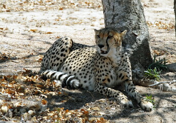 Guépard à l'ombre des arbres du Parc National Kruger, centre de protection des félins, Afrique du Sud	