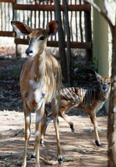Animaux du Parc National Kruger, Afrique du Sud