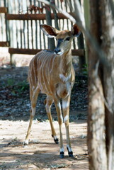 Impala proche du camp, Parc National Kruger, Afrique du Sud