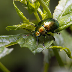 Beetle Chrysolina fastuosa