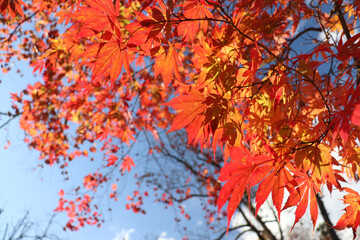 日本の秋の風景 もみじ 鮮やか 紅葉 綺麗 和風