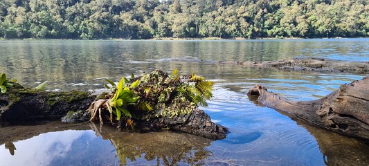 lake in the forest