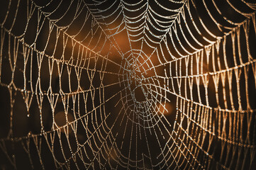 Closeup of large spider web with dewdrops