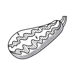 fresh papaya vegetable drawn isolated icon