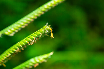Some pollen that has already bloomed