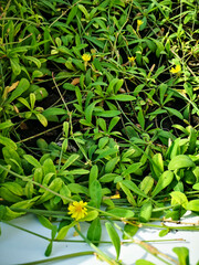 Launaea sarmentosa in my garden